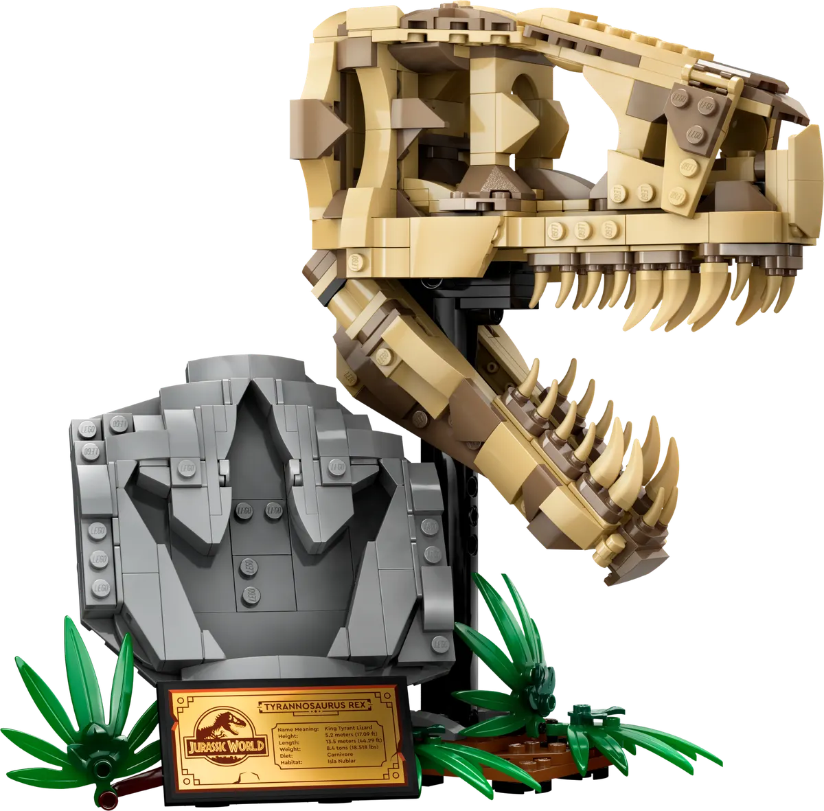 Dinosaur Fossils: T. rex Skull